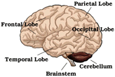 Drawing of skull, stressing cerebellum